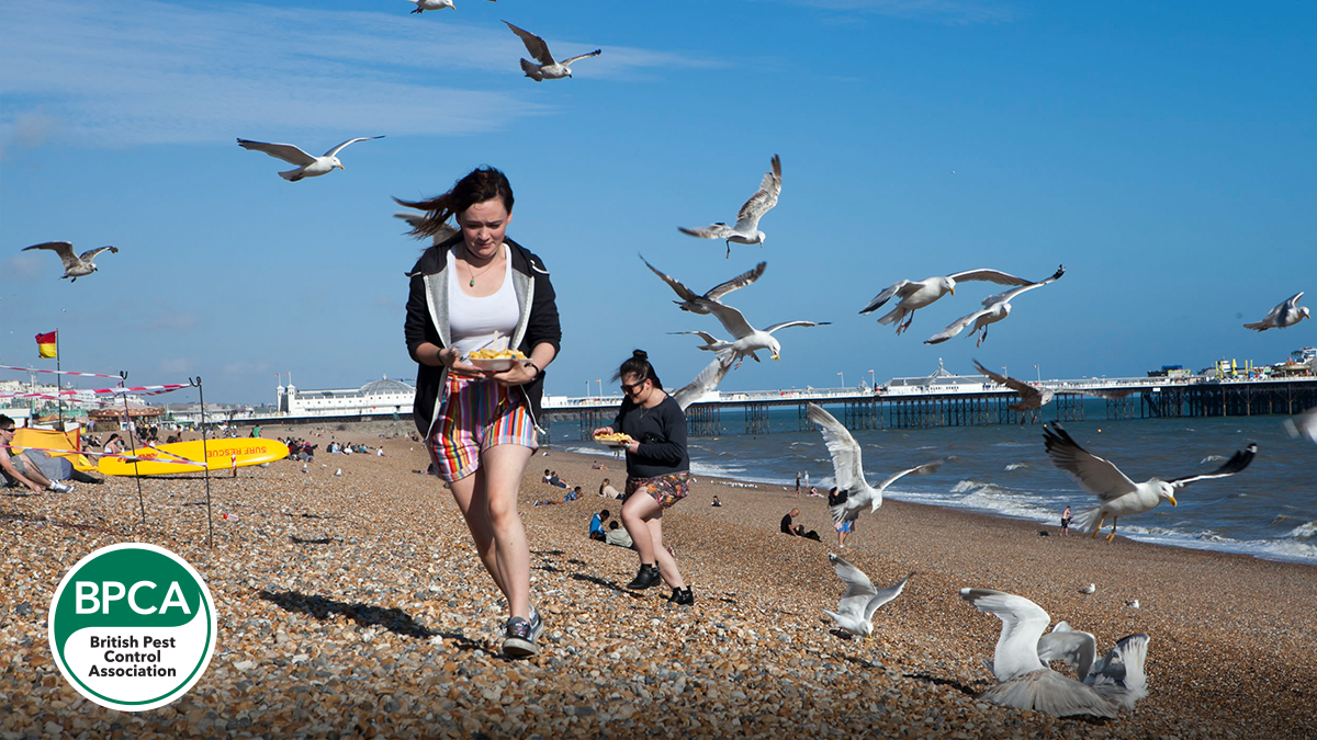Gulls can pose a serious safety concern attacking people for food Gulls can pose a serious safety concern attacking people for food